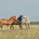 Gift Horses