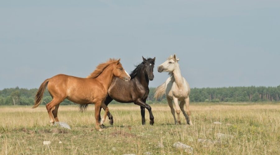 Gift Horses